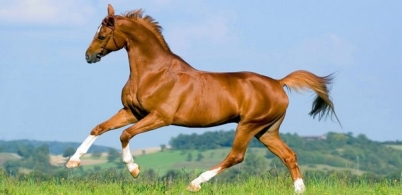 Кінь: все найцікавіше - породи, утримання та догляд, фото